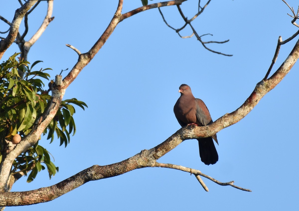 Red-billed Pigeon - ML647002249