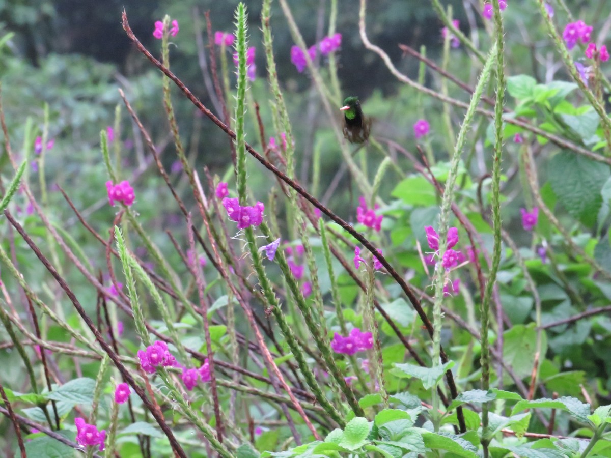 Coqueta Crestinegra - ML647002250