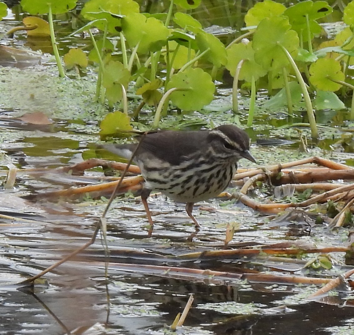 Northern Waterthrush - ML647002251