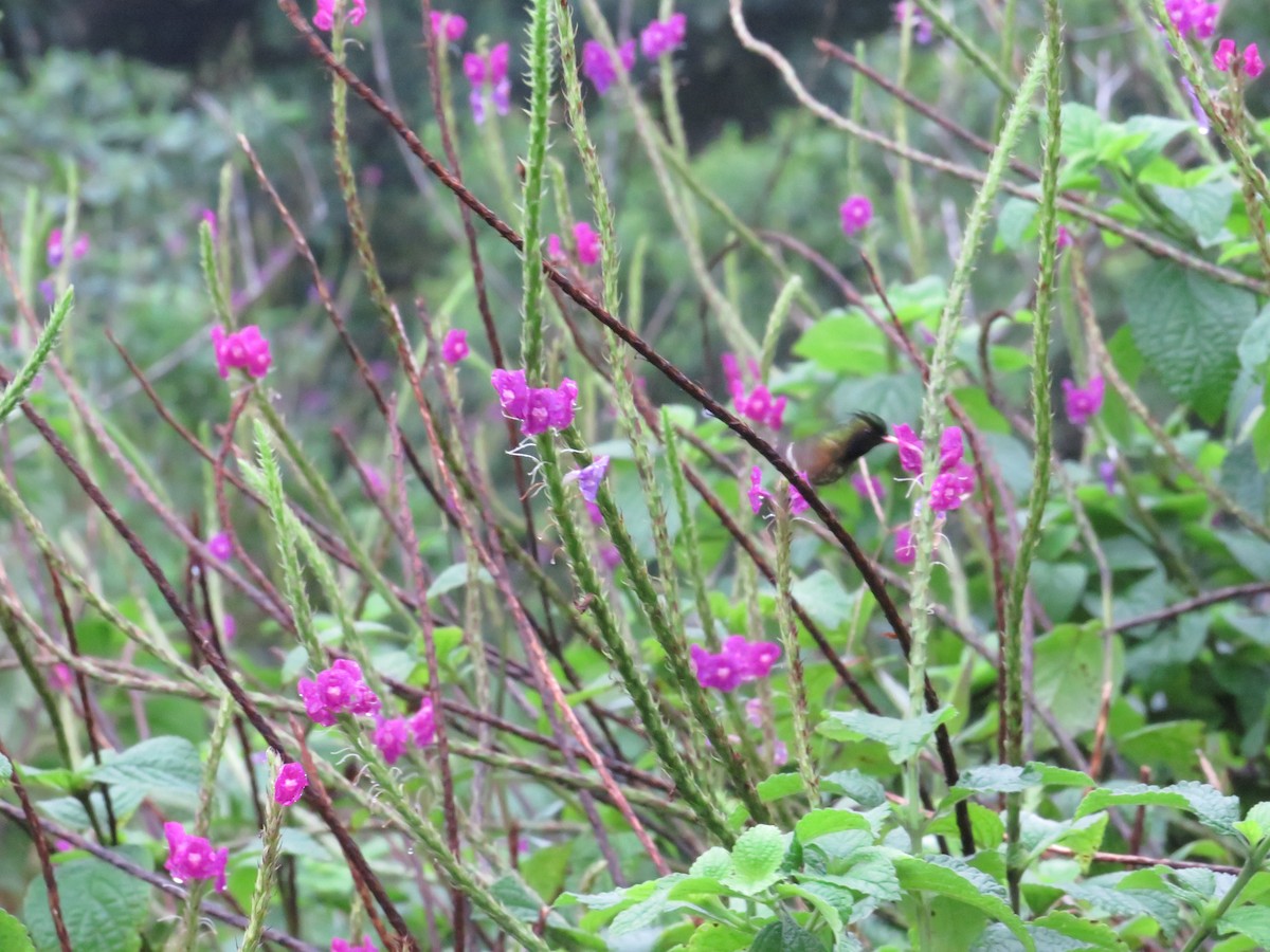 Coqueta Crestinegra - ML647002258