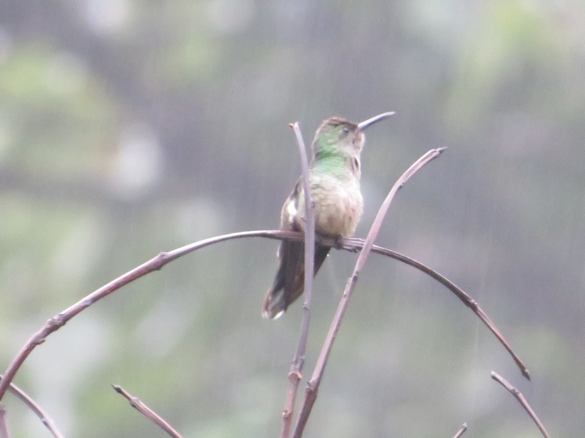 Colibrí de Cuvier - ML647002270