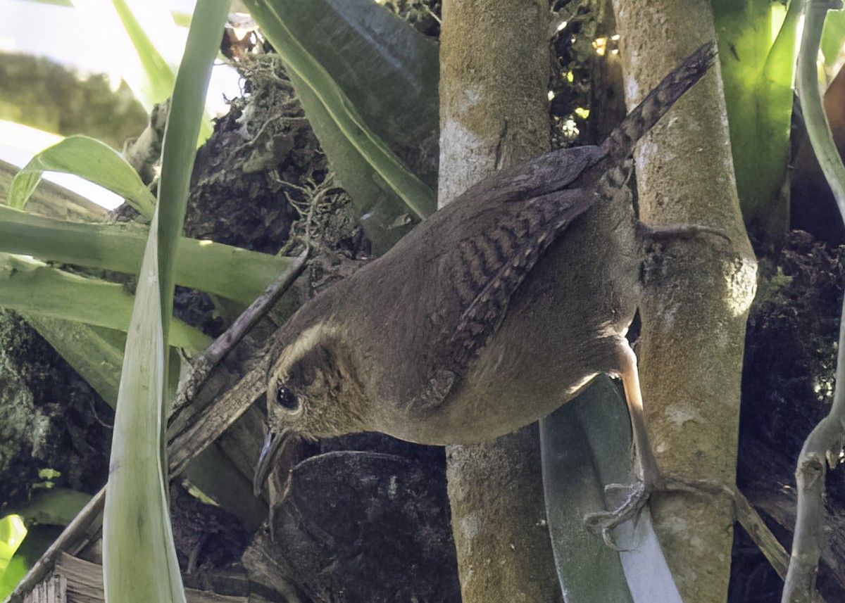 Волоочко гірське - ML647002271