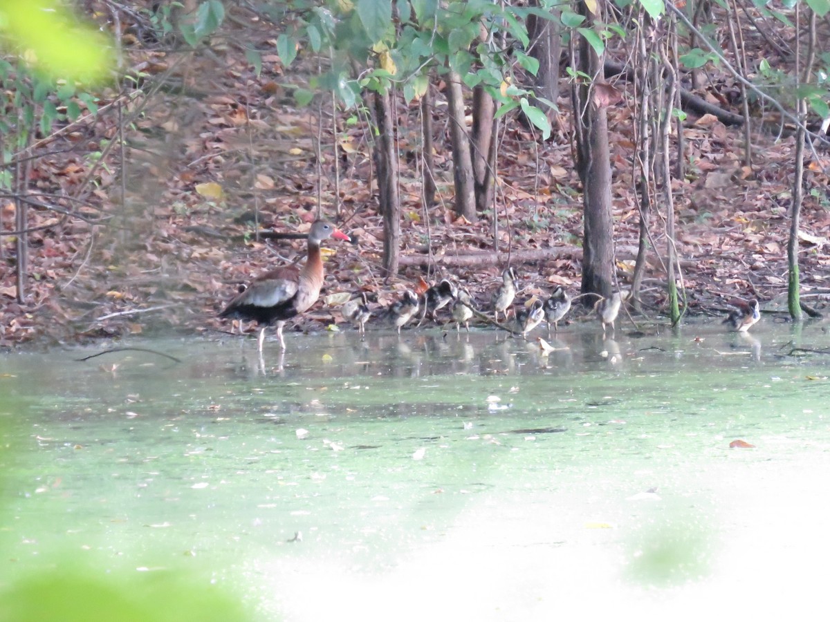 Black-bellied Whistling-Duck - ML647002273