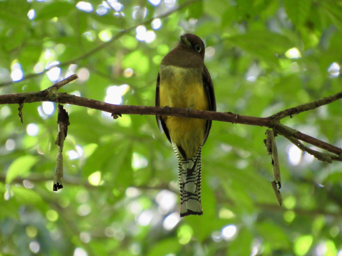 Graceful Black-throated Trogon - ML647002284