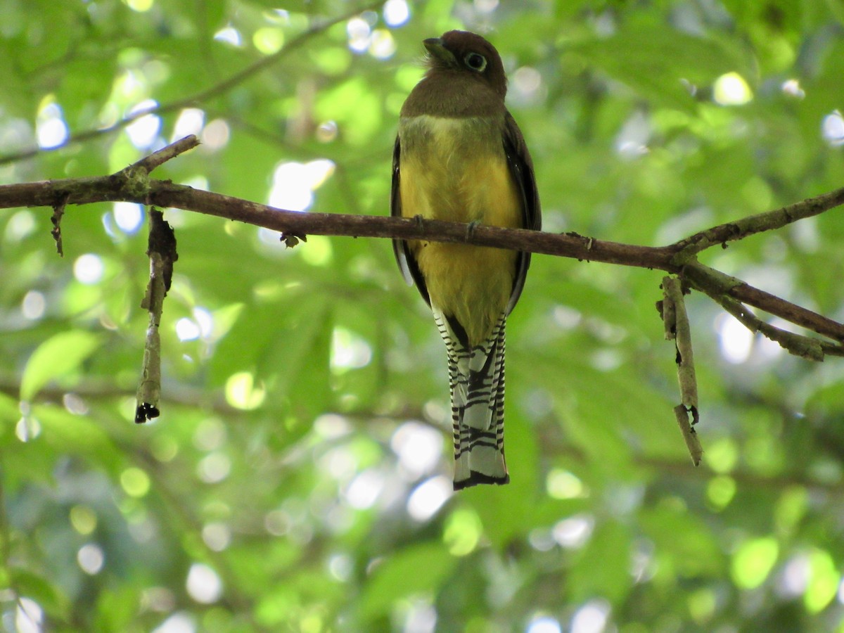 Graceful Black-throated Trogon - ML647002285