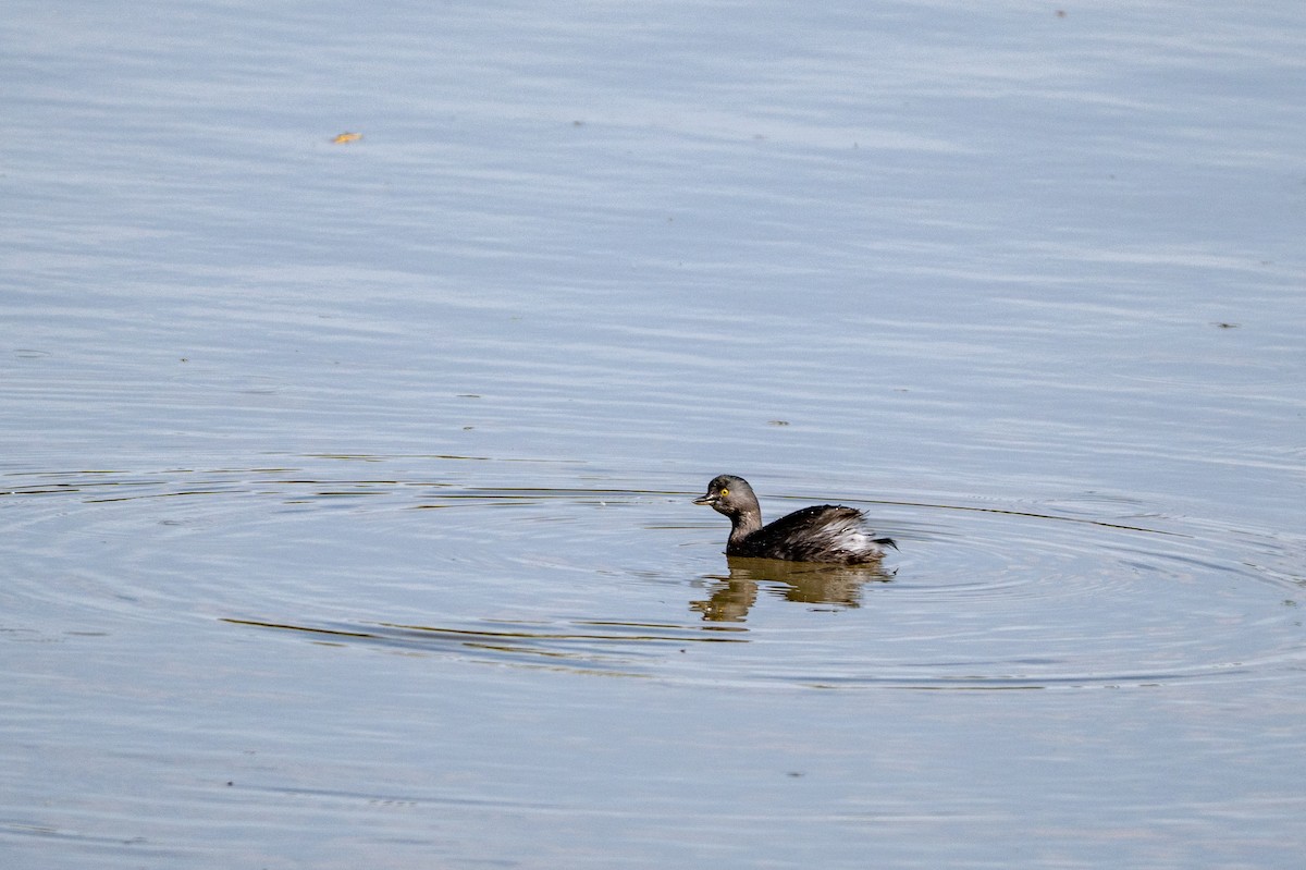 Least Grebe - ML647002287