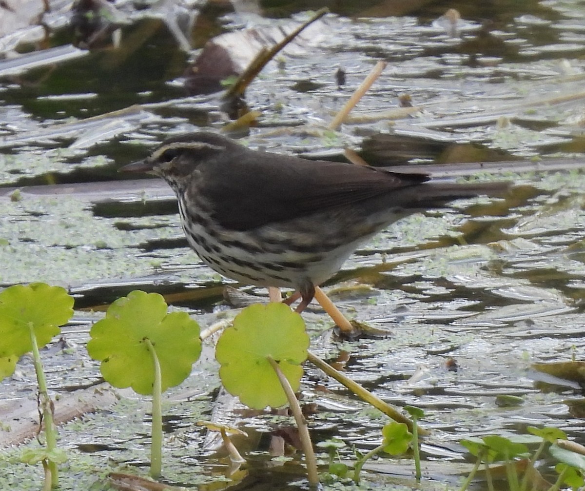 Northern Waterthrush - ML647002288