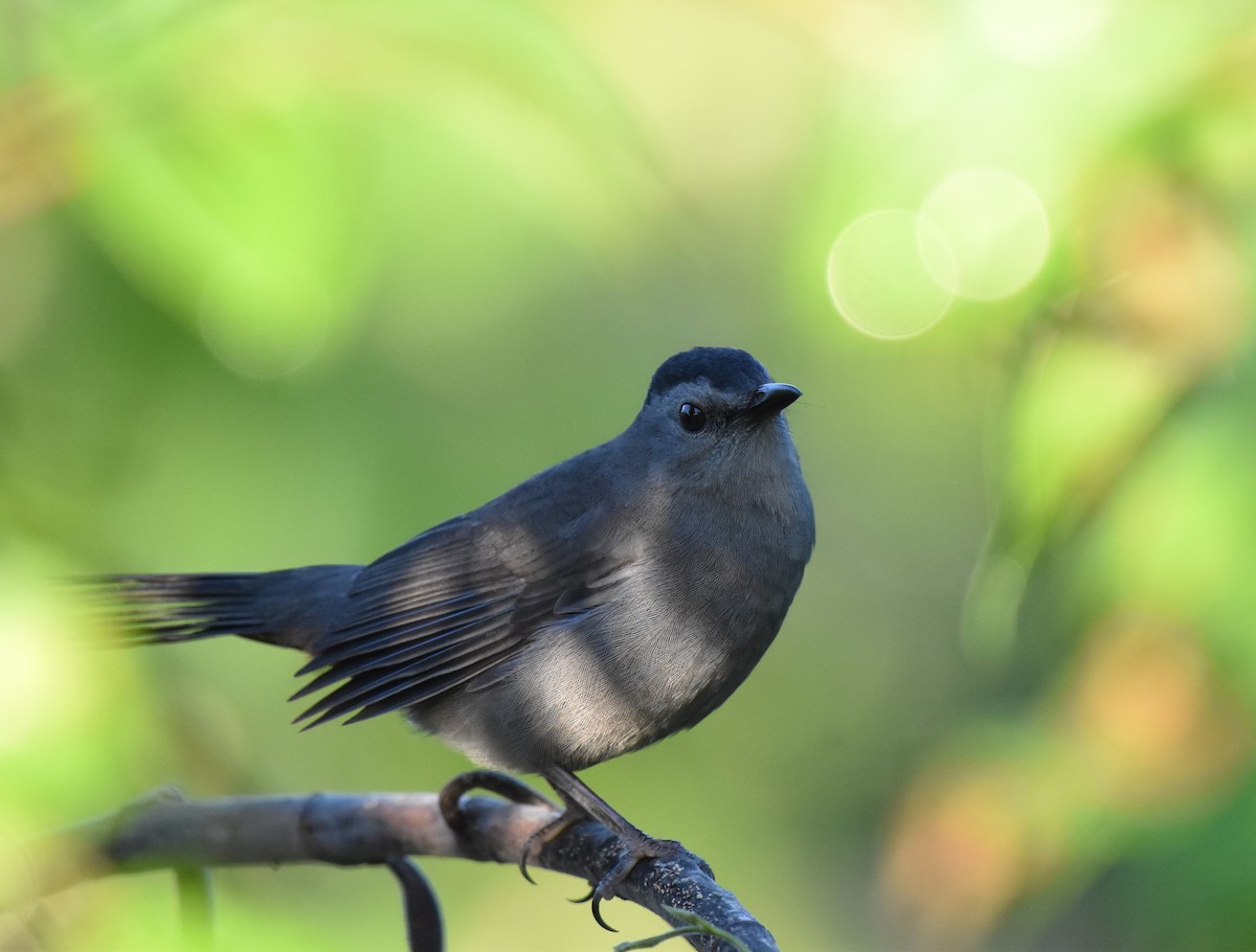 ימימן אמריקני - ML647002293