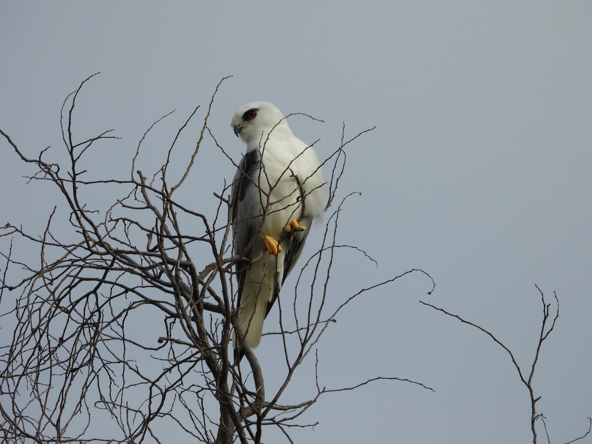 Élanion d'Australie - ML647002297