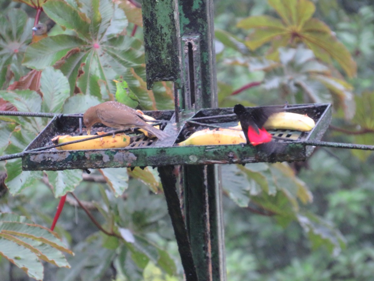 Tangara Terciopelo - ML647002298