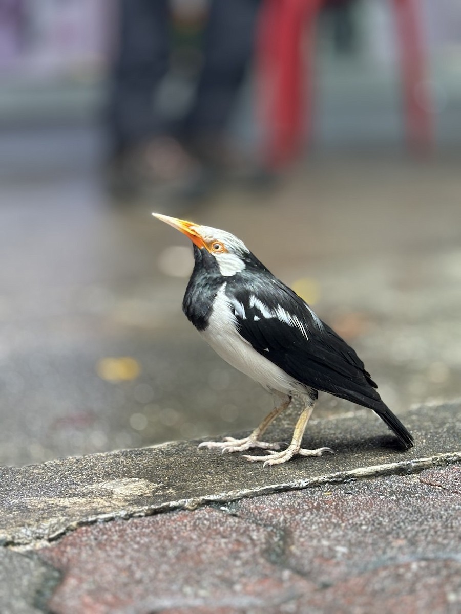 Siamese Pied Starling - ML647002305
