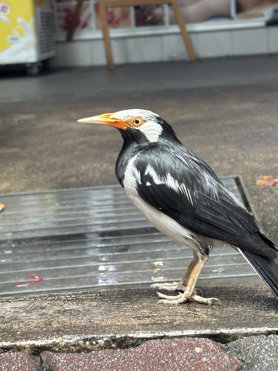 Siamese Pied Starling - ML647002306
