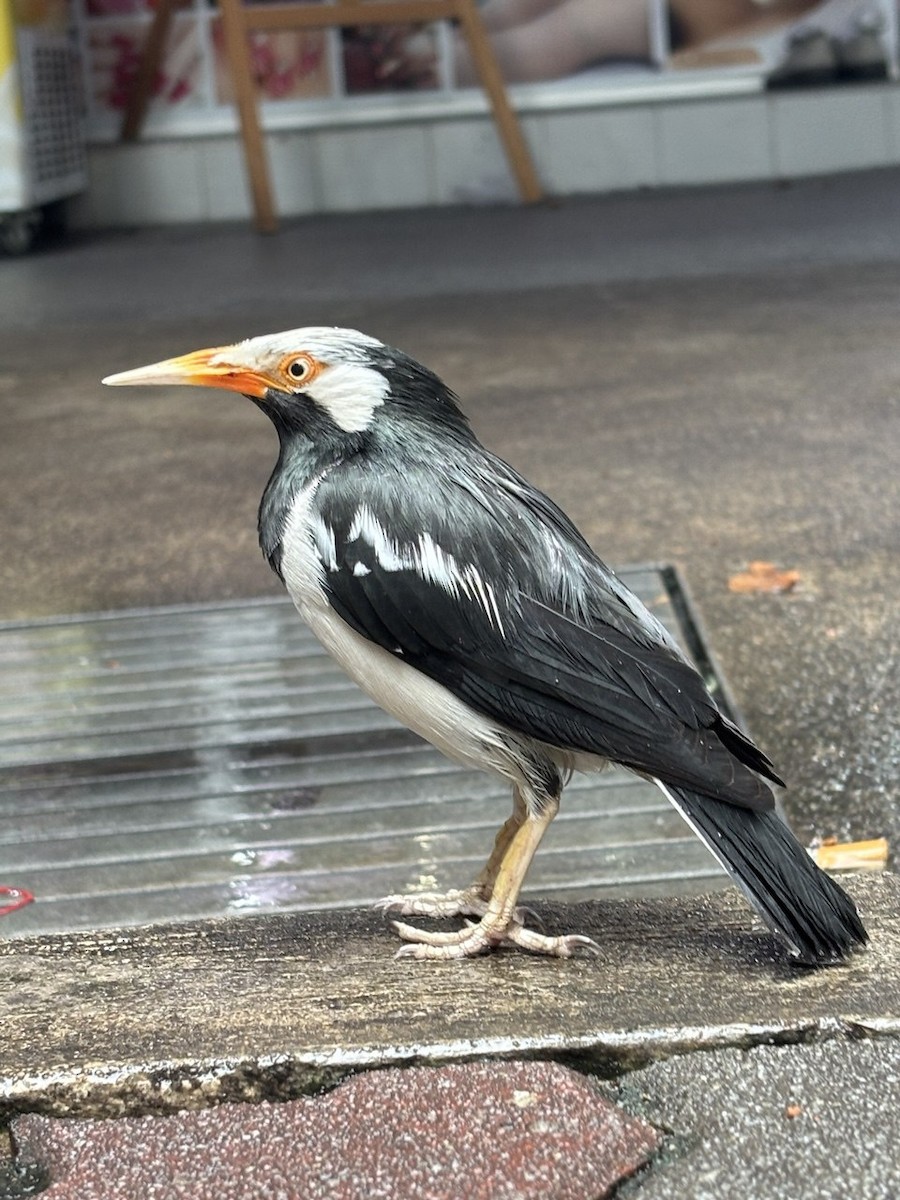 Siamese Pied Starling - ML647002307