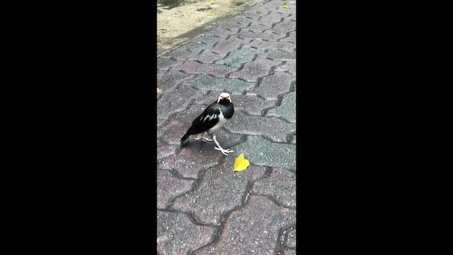 Шпак біловухий - ML647002309