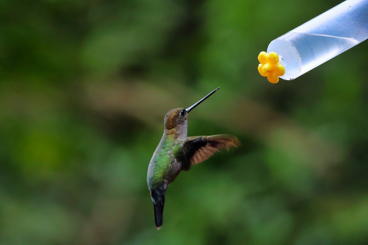 ミドリビタイヤリハチドリ - ML647002313