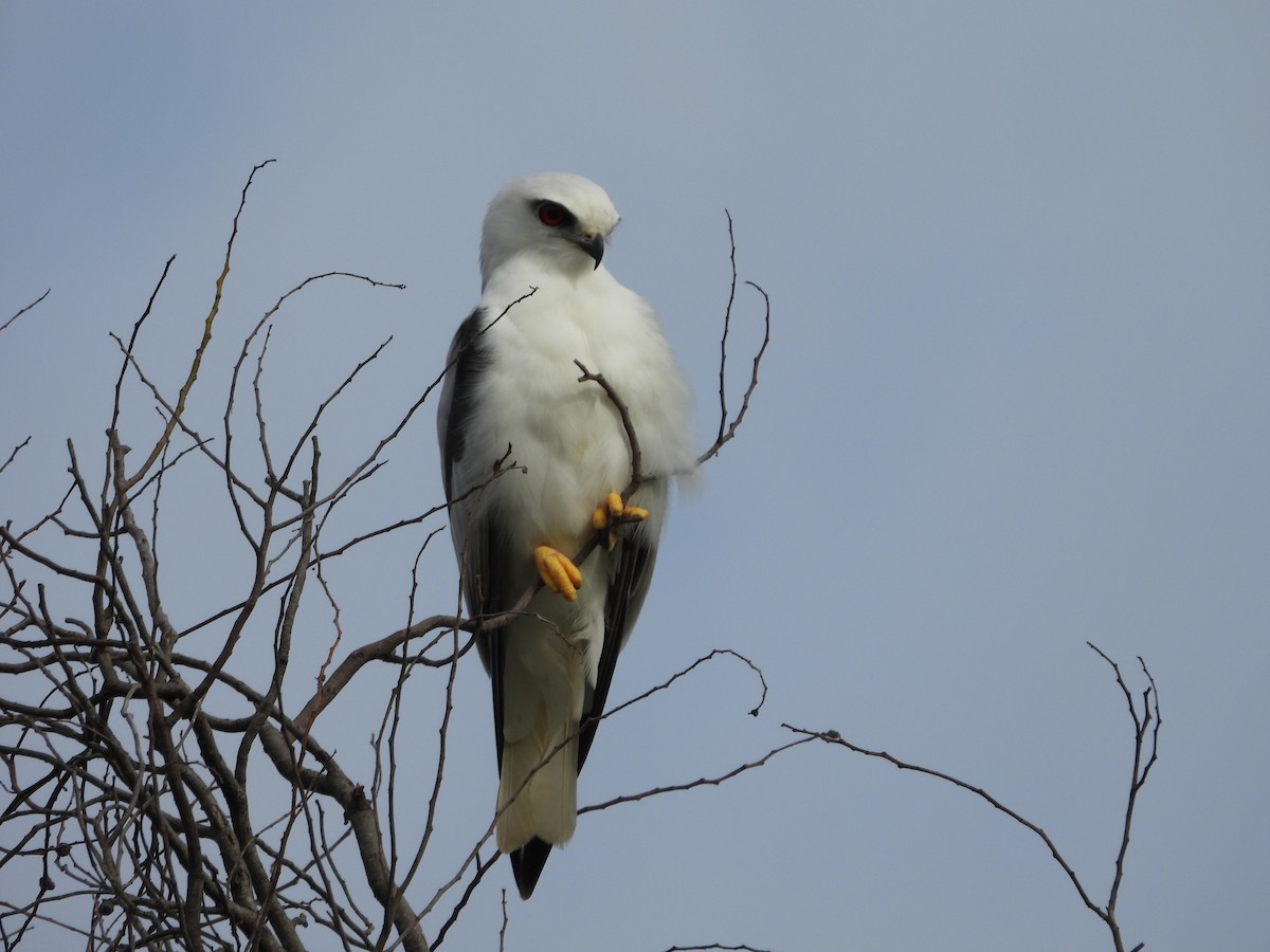 Élanion d'Australie - ML647002314