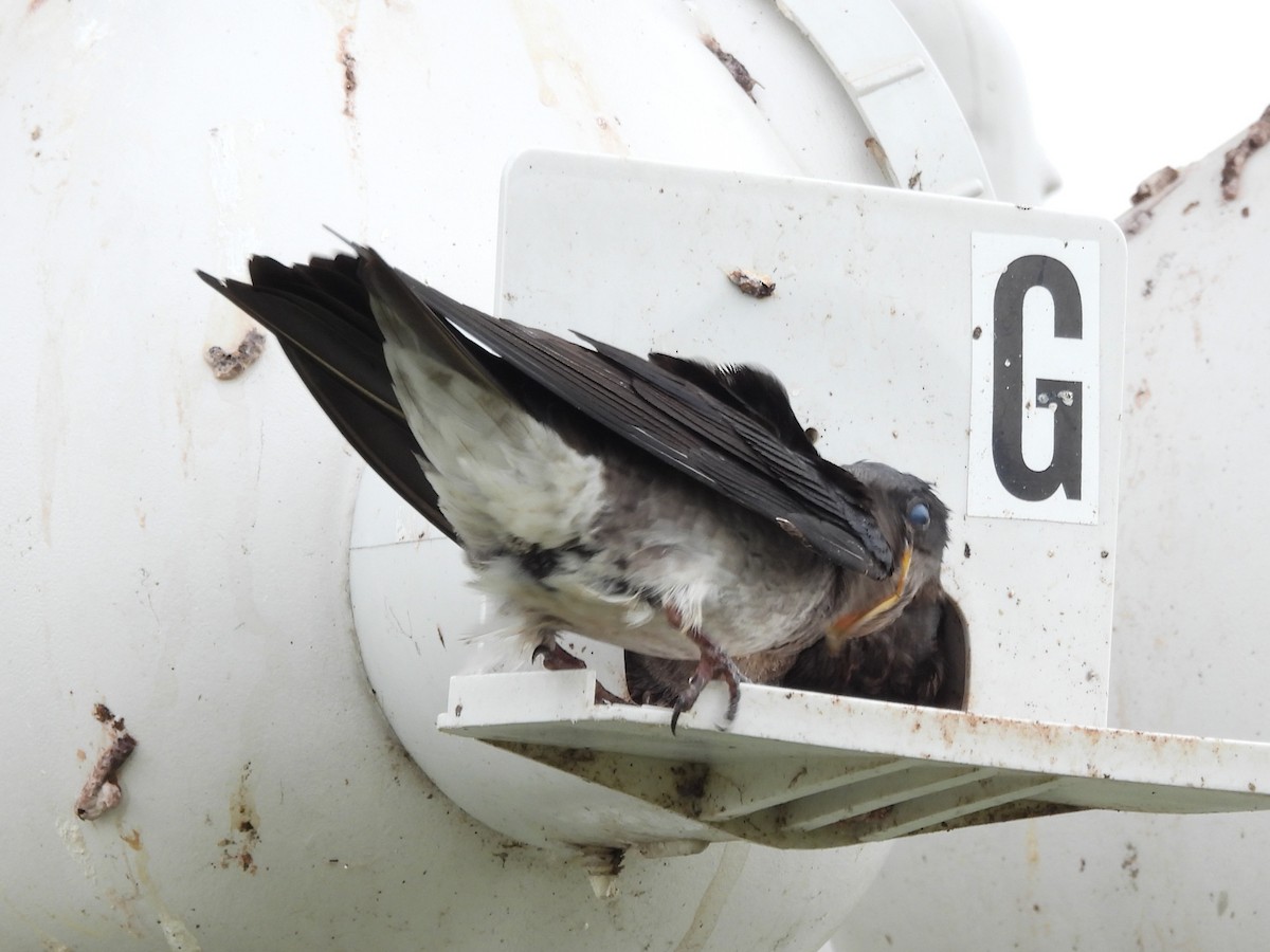 Purple Martin - ML647002315