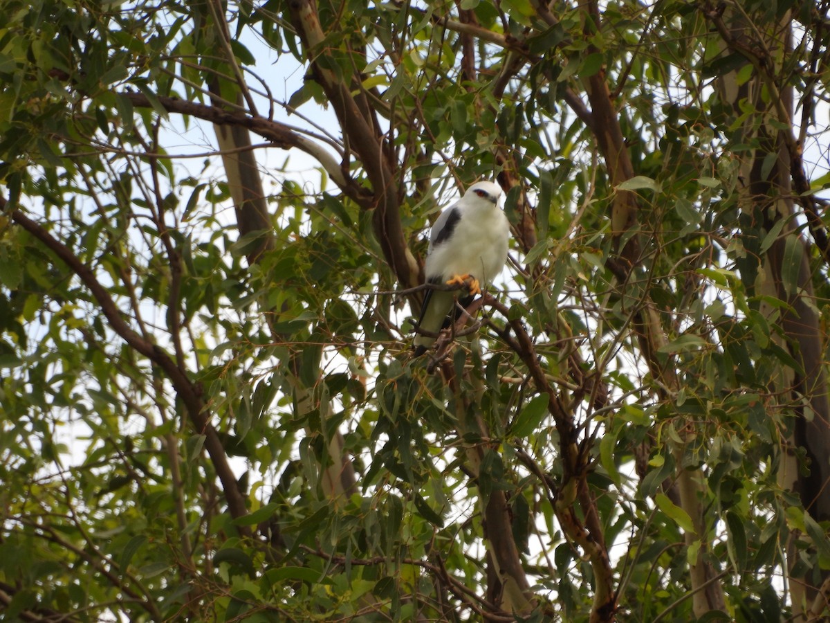 Élanion d'Australie - ML647002316