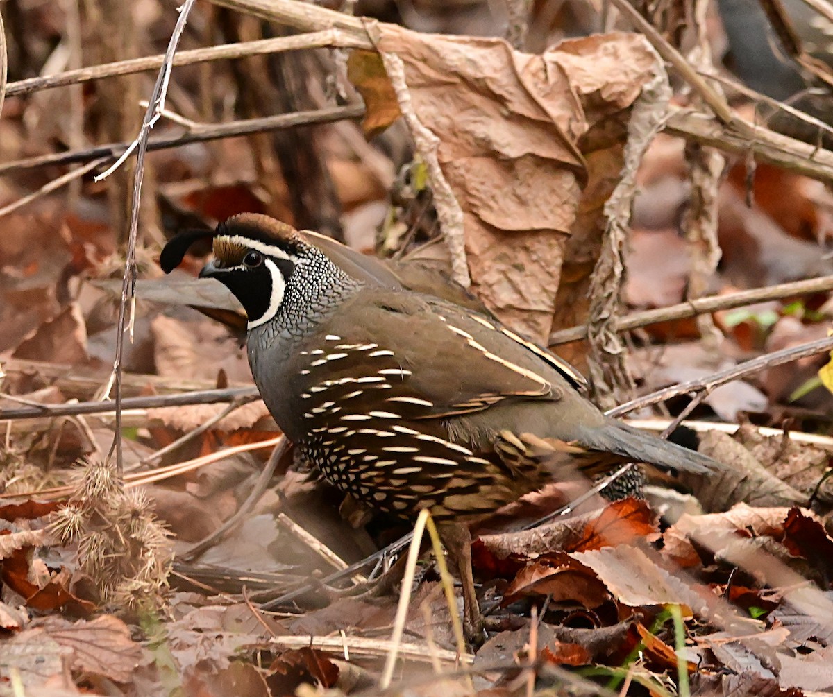 Galeper kaliforniarra - ML647002320