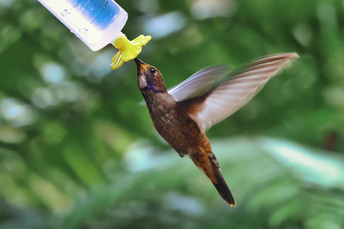 チャイロハチドリ - ML647002323