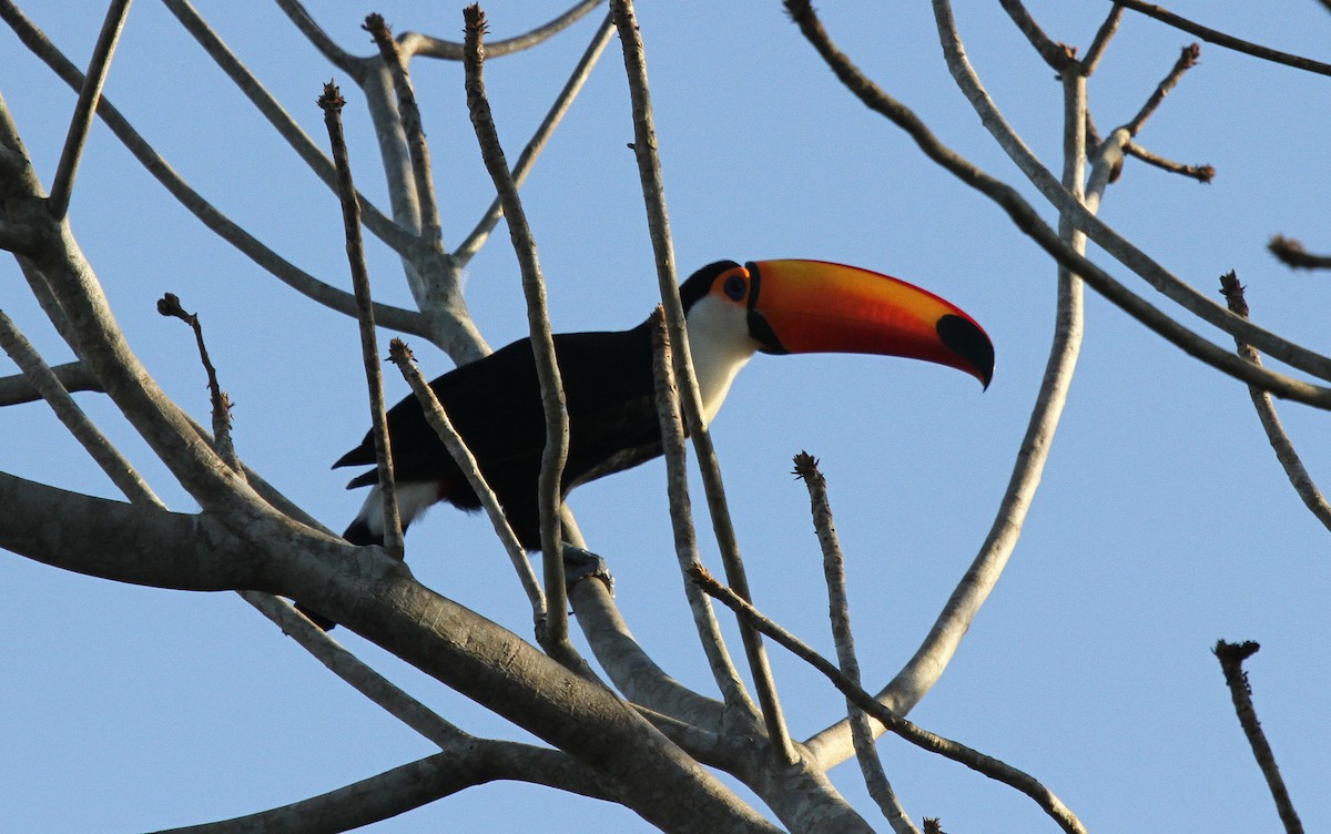 Тукан великий - ML647002326