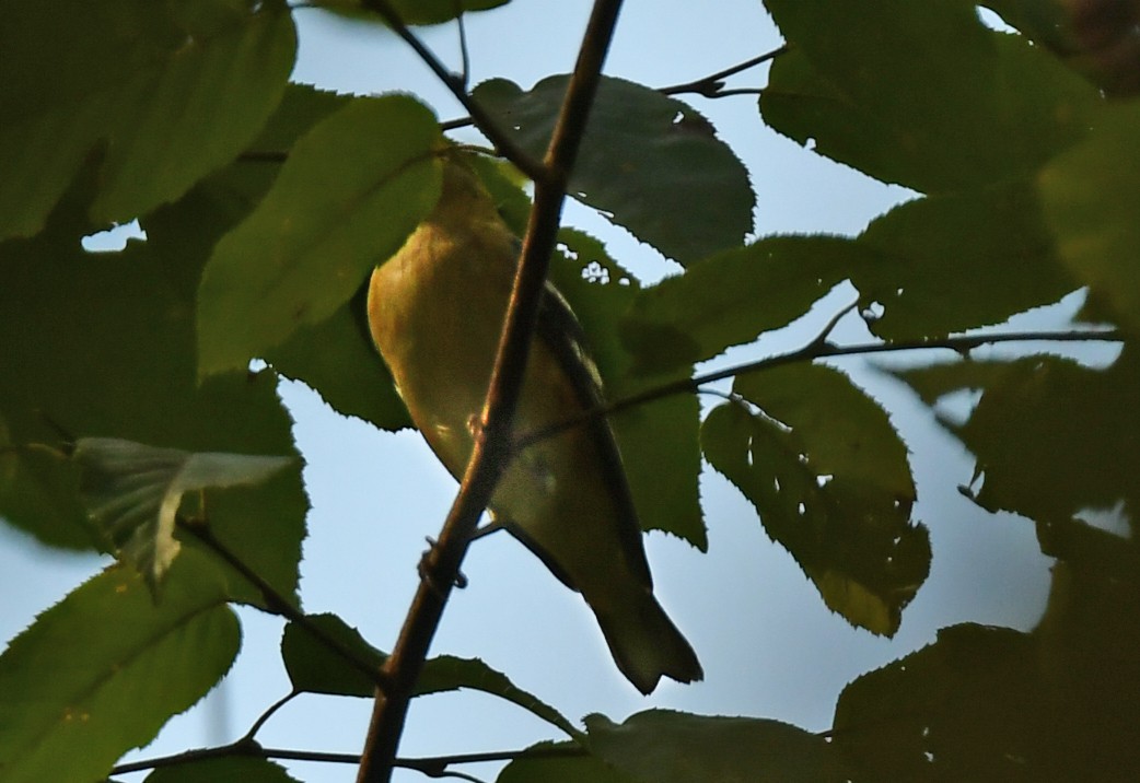 Bay-breasted Warbler - ML647002331