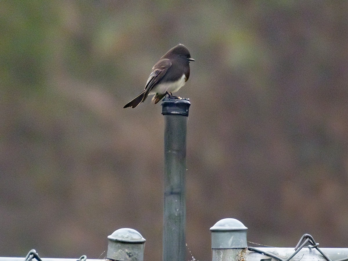 Black Phoebe - ML647002335