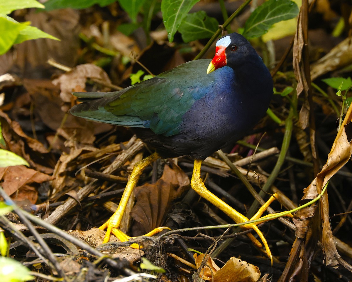 Uroilo urdin amerikarra - ML647002340