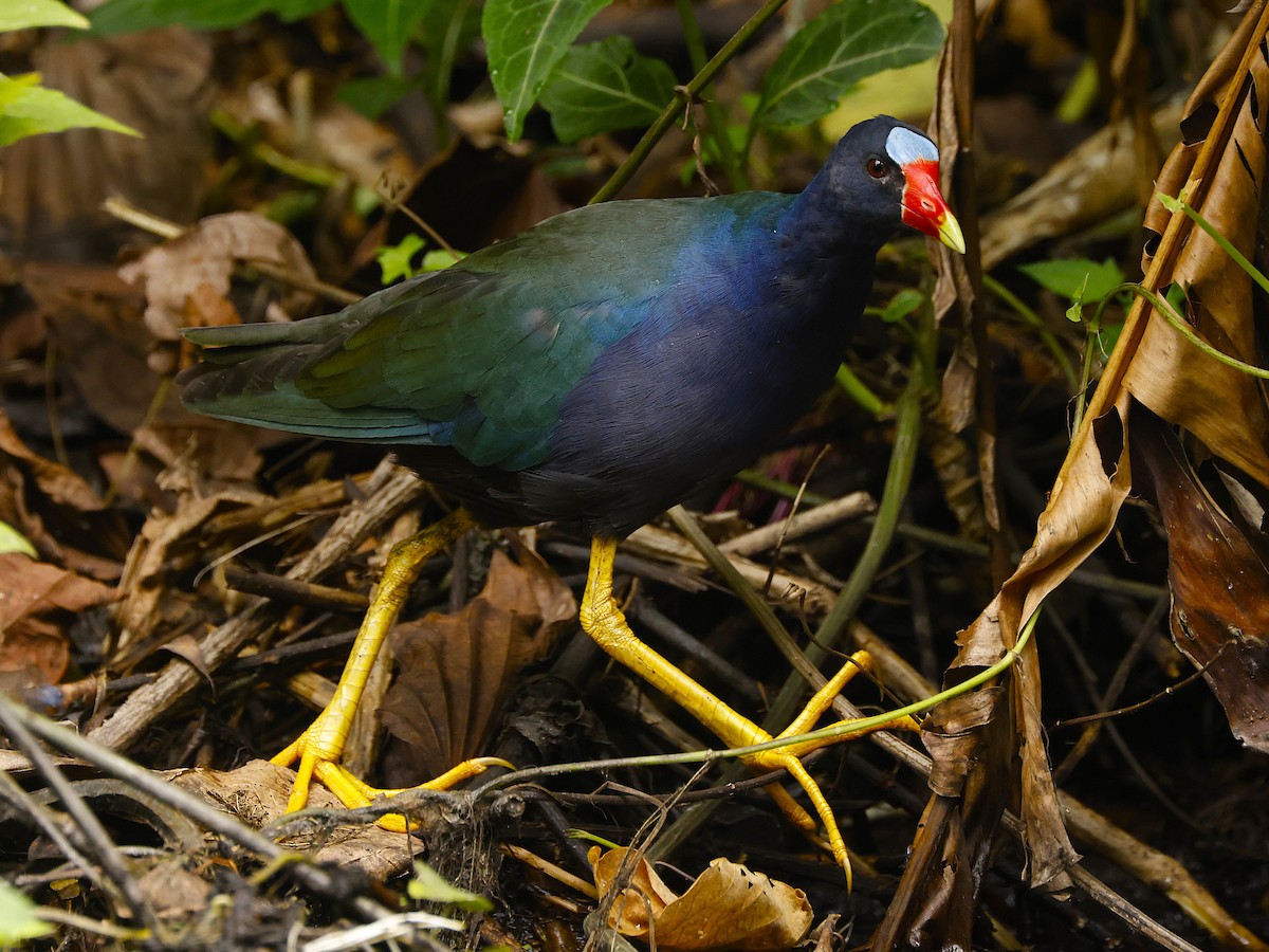 Uroilo urdin amerikarra - ML647002341