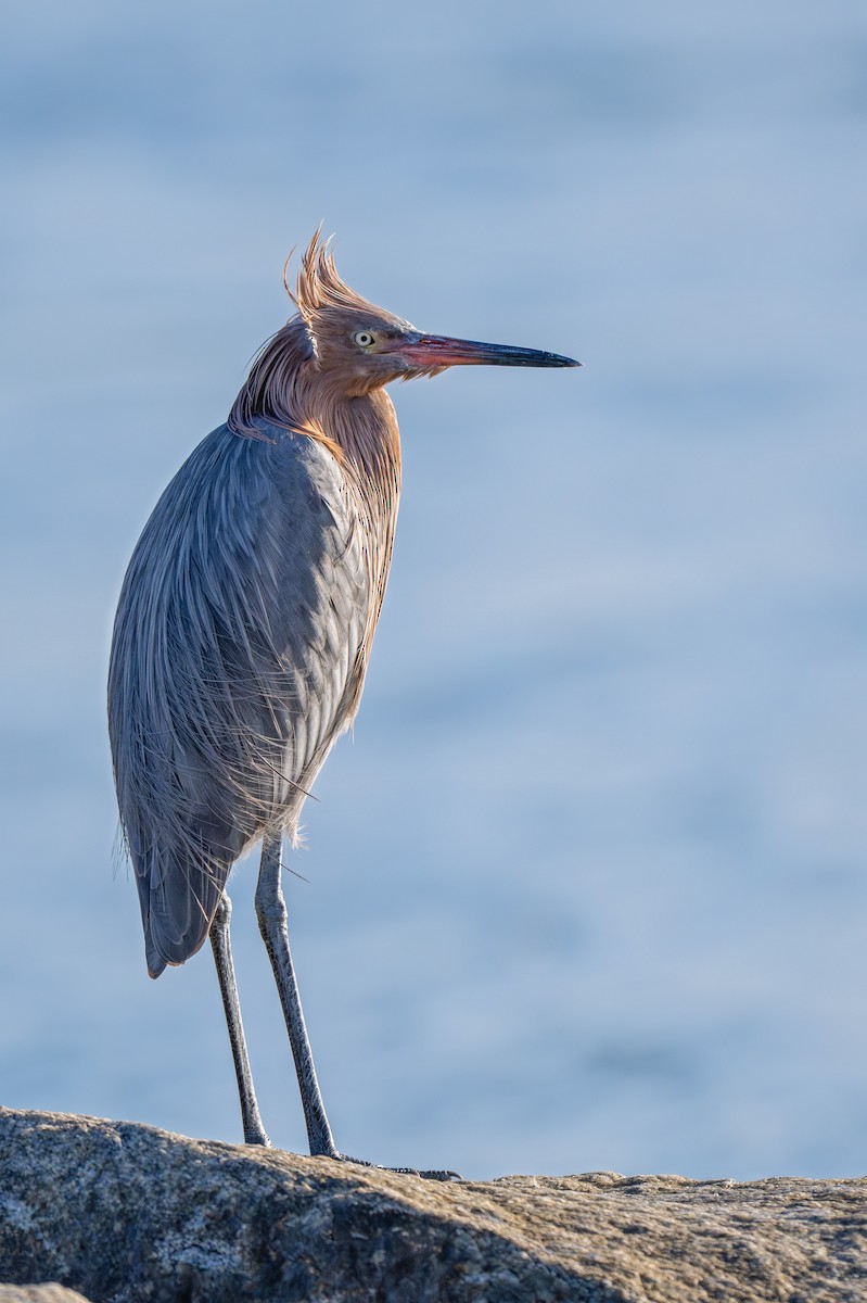 Reddish Egret - ML647002346
