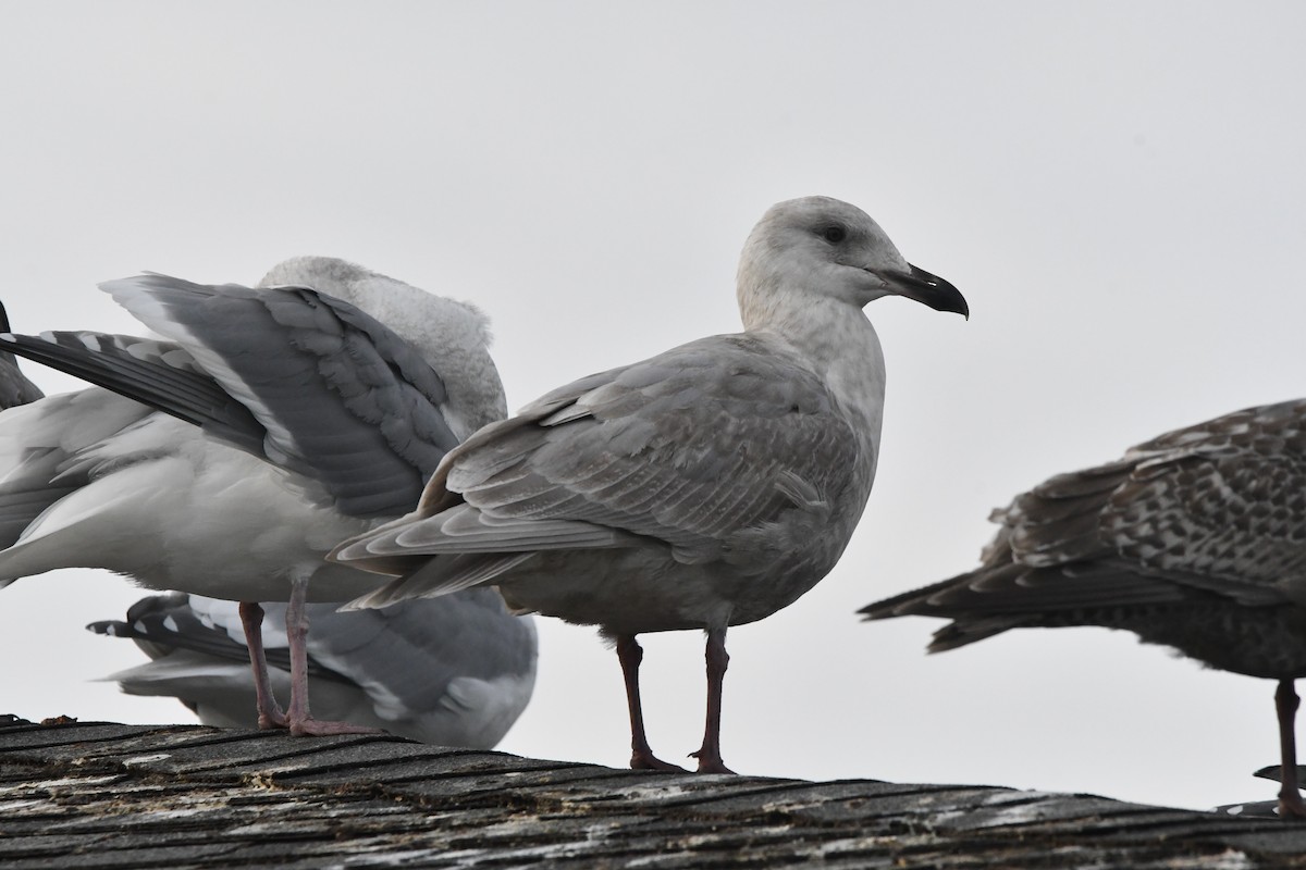 Glaucous-winged Gull - ML647002352