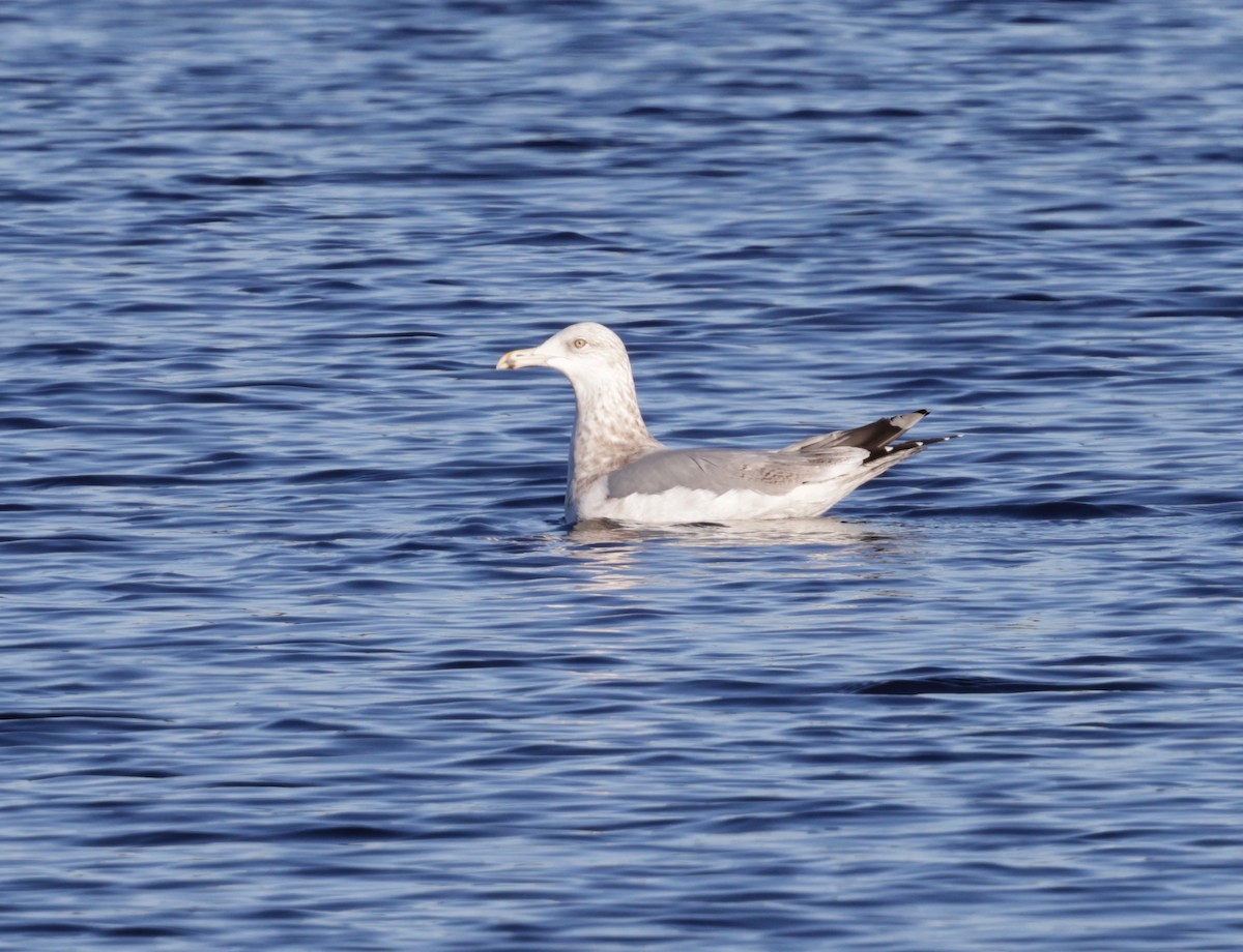 amerikagråmåke - ML647002353