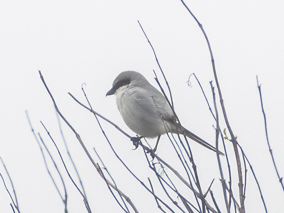 Сорокопуд американський - ML647002356