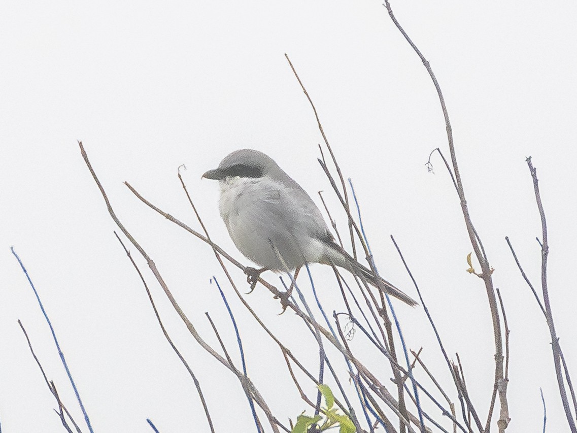 Сорокопуд американський - ML647002357