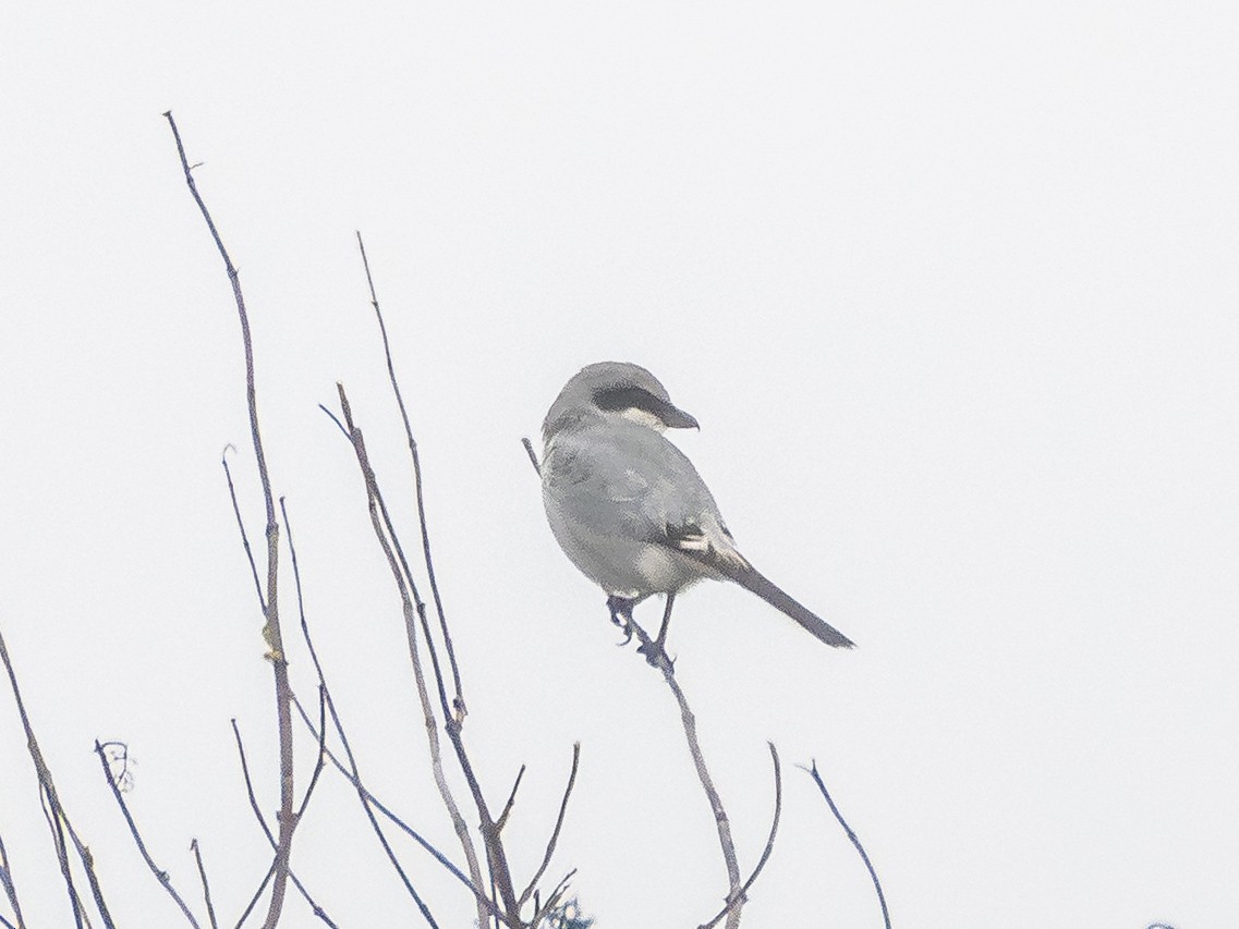 Сорокопуд американський - ML647002358