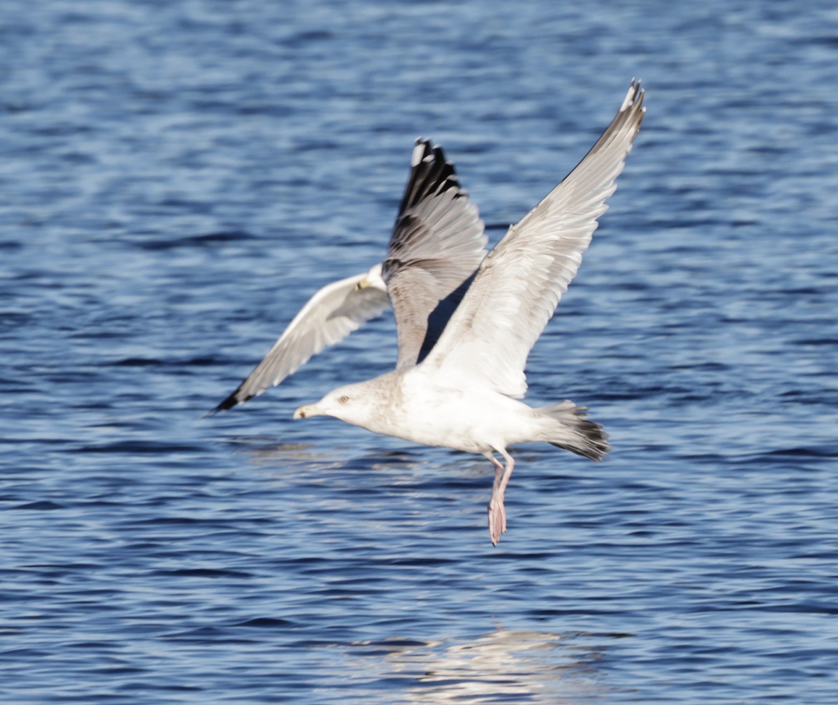 amerikagråmåke - ML647002359