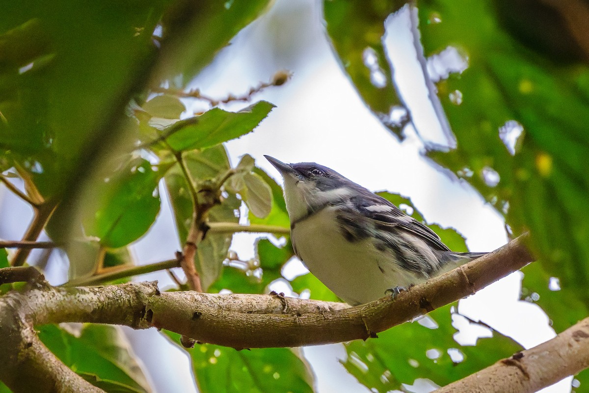 Cerulean Warbler - ML647002362