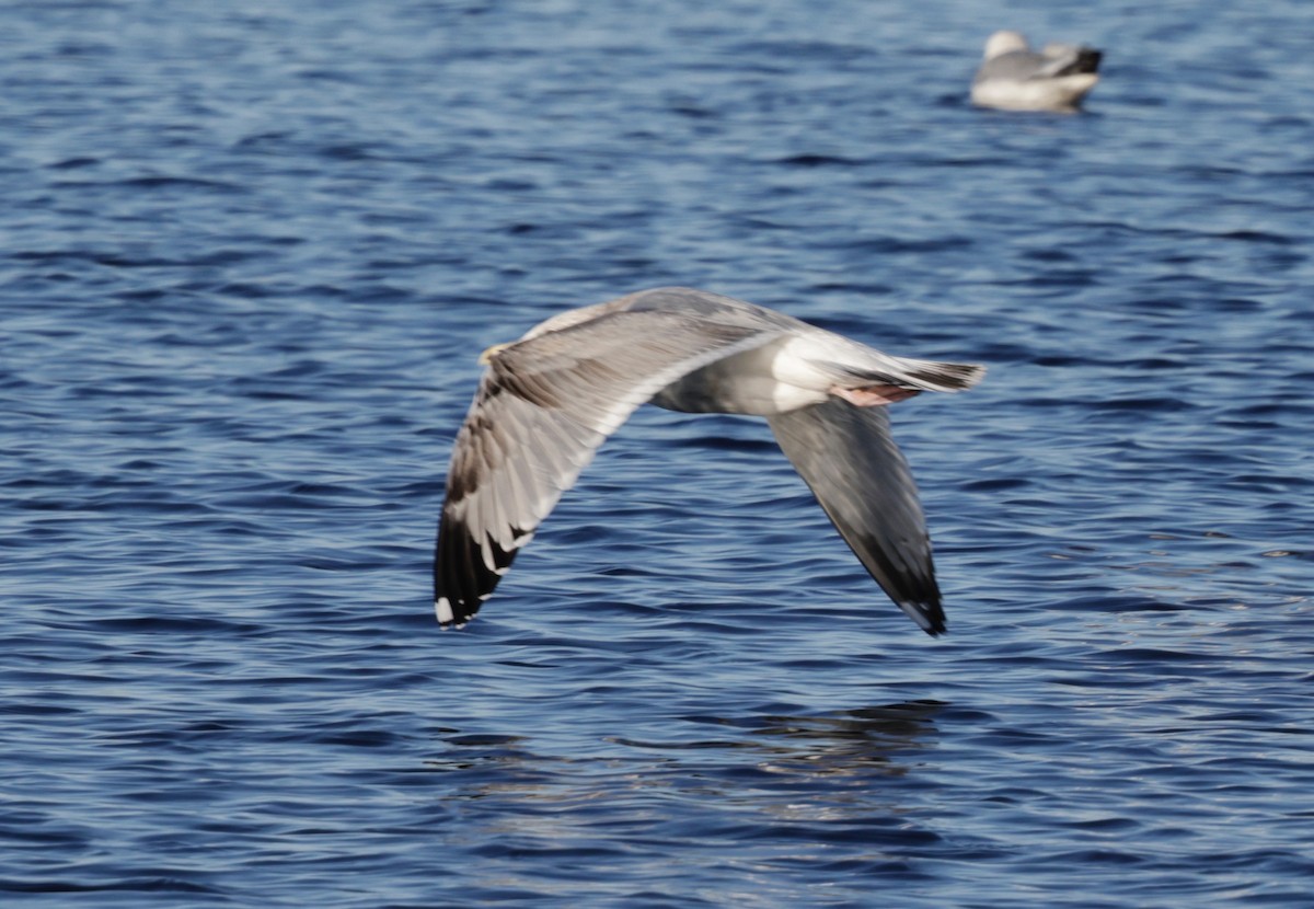 amerikagråmåke - ML647002364