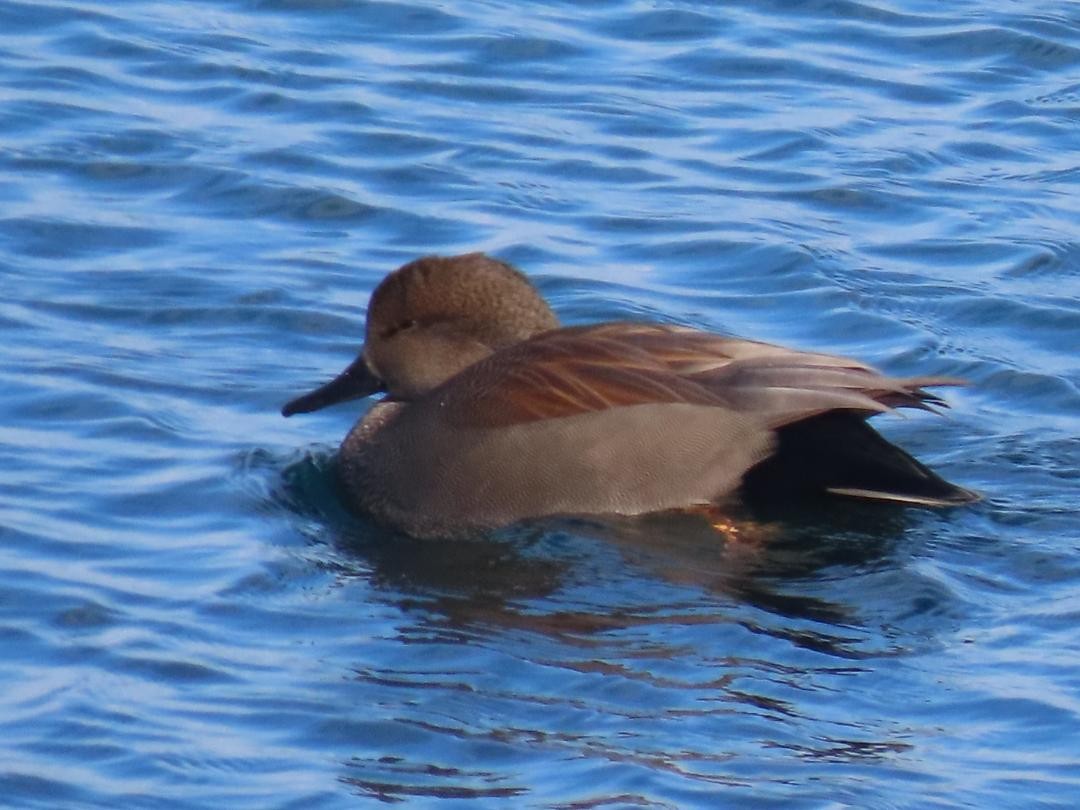 オカヨシガモ - ML647002369