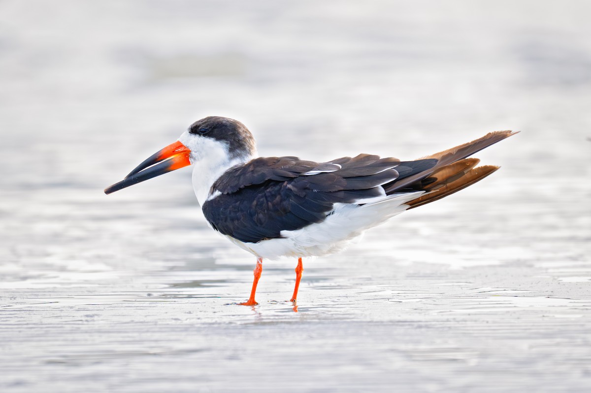 Black Skimmer - ML647002372