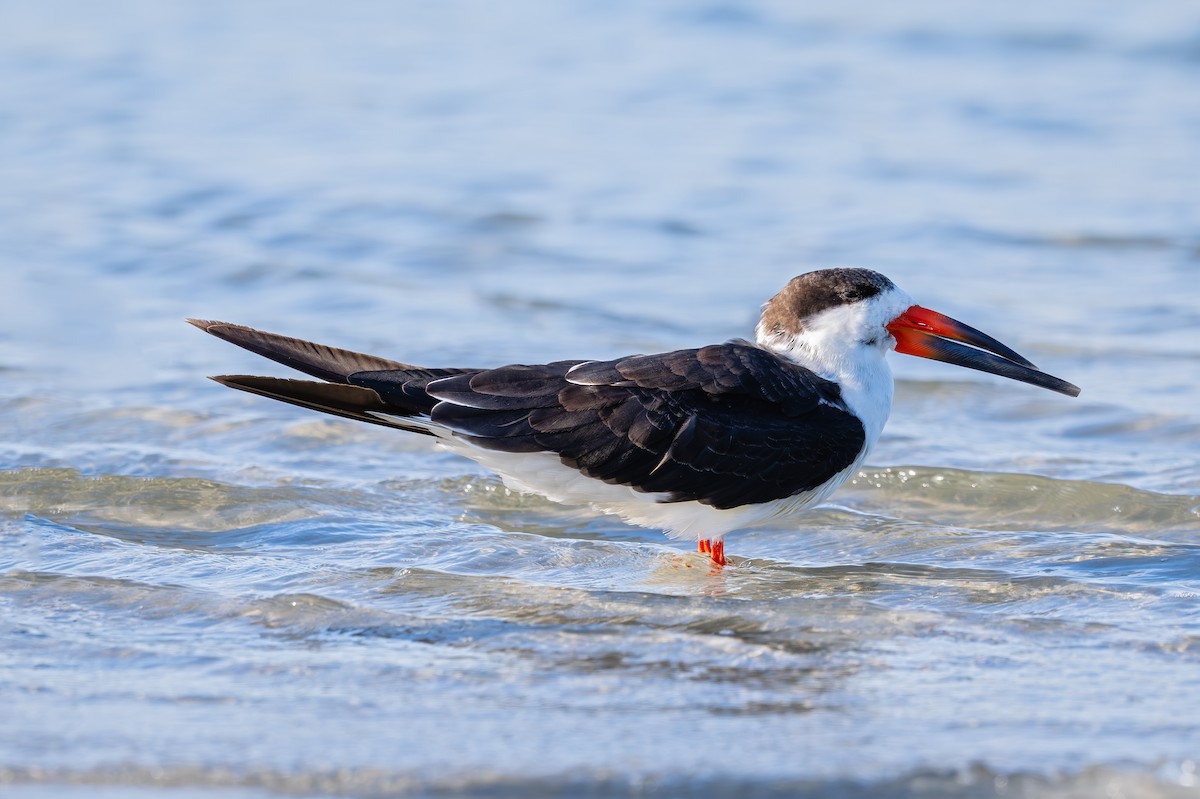 Black Skimmer - ML647002373