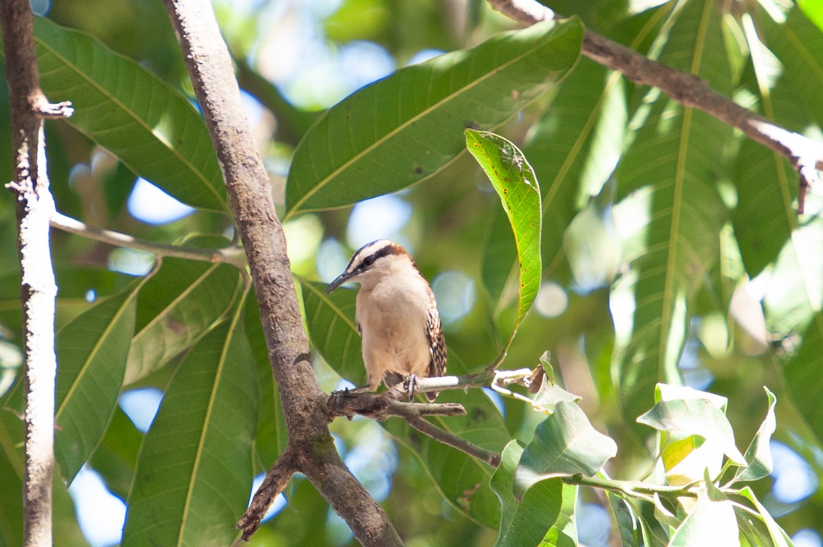 Rufous-backed Wren - ML647002383