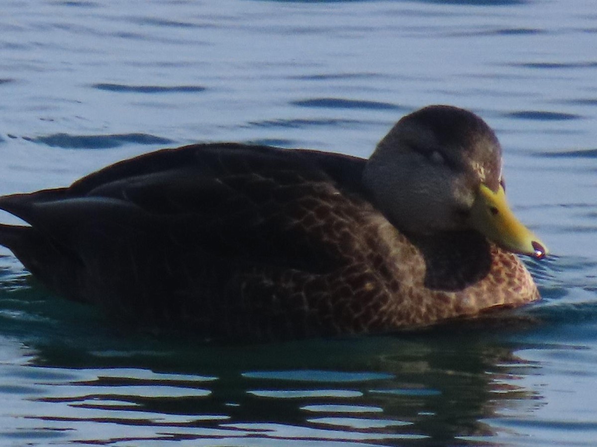 American Black Duck - ML647002387
