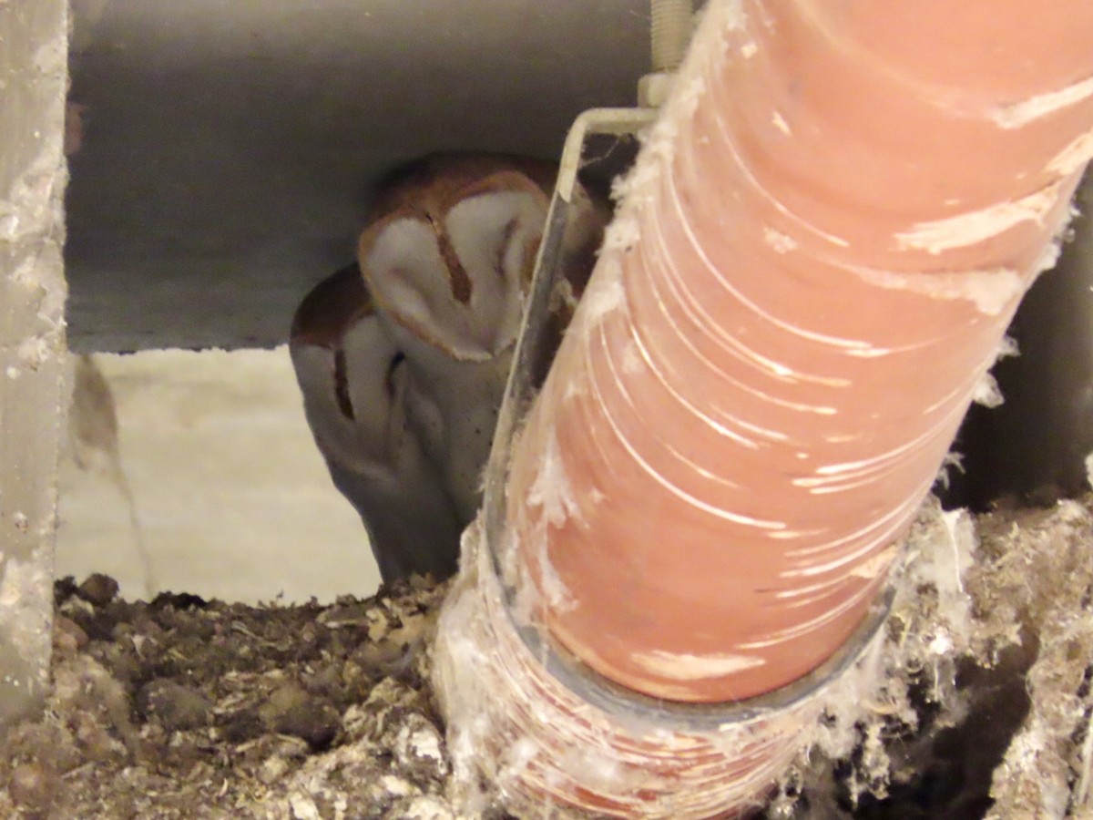 Effraie d'Amérique - ML647002397