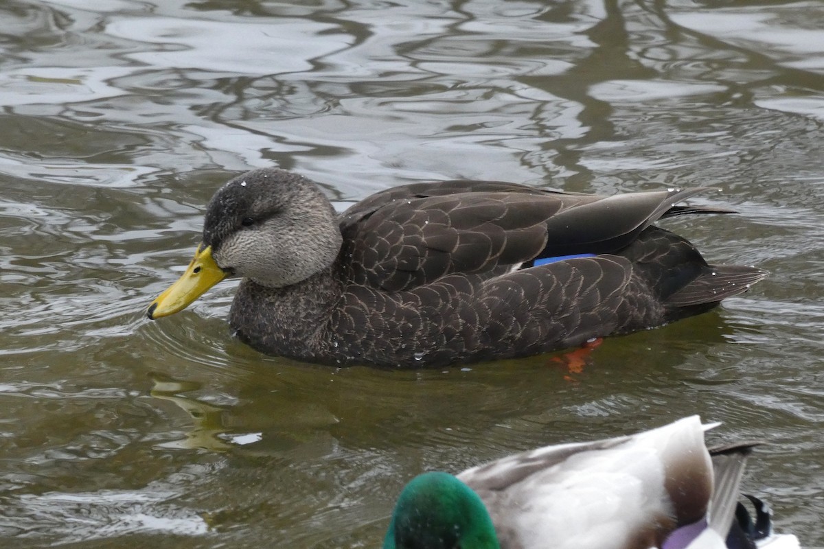 American Black Duck - ML647002399