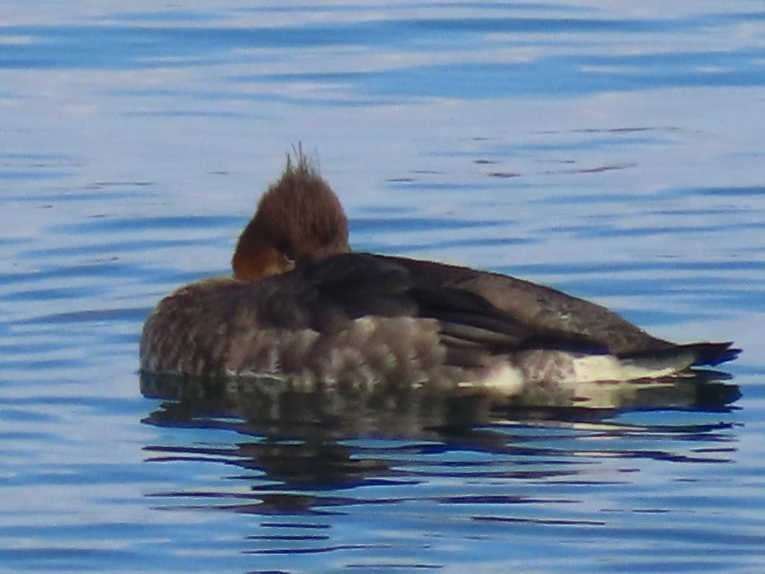 מרגון בינוני - ML647002400