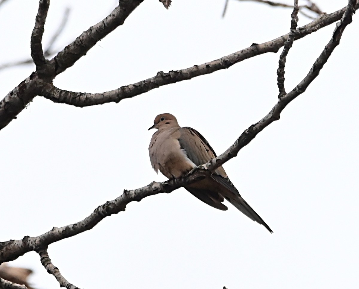 Zenaida arrunta - ML647002402