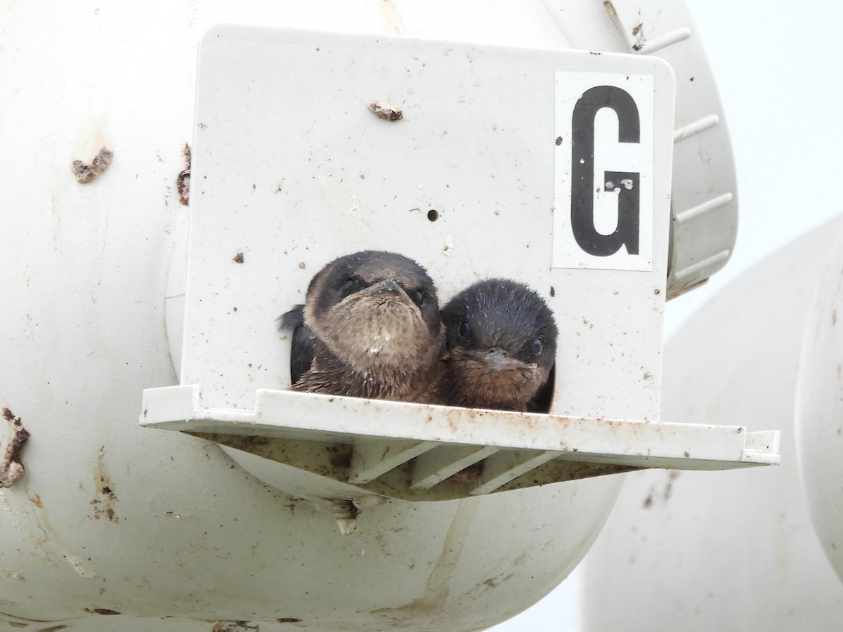 Purple Martin - ML647002411