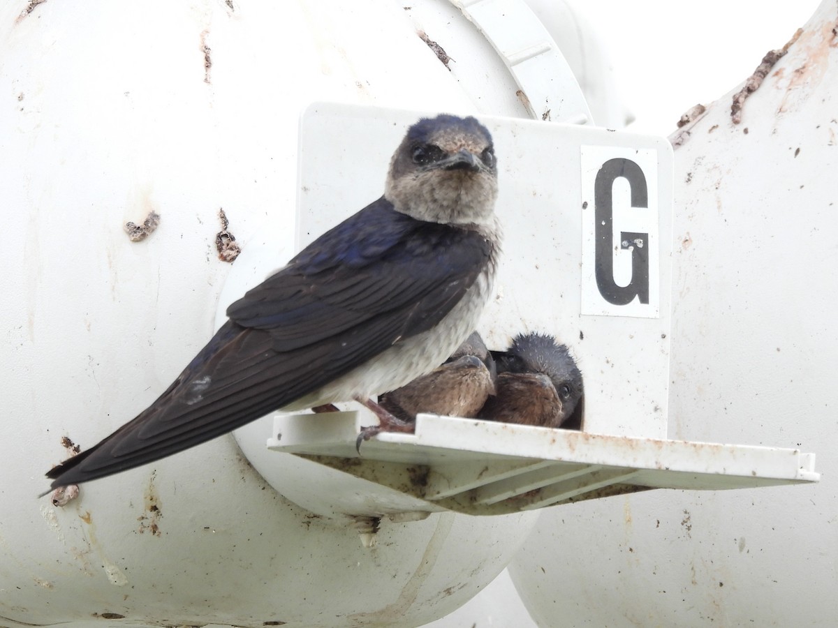 Purple Martin - ML647002412
