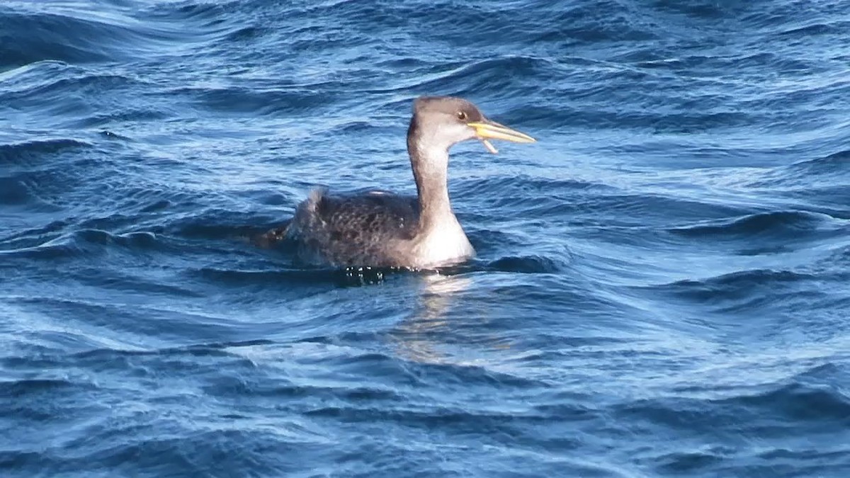 gråstrupedykker - ML647002415